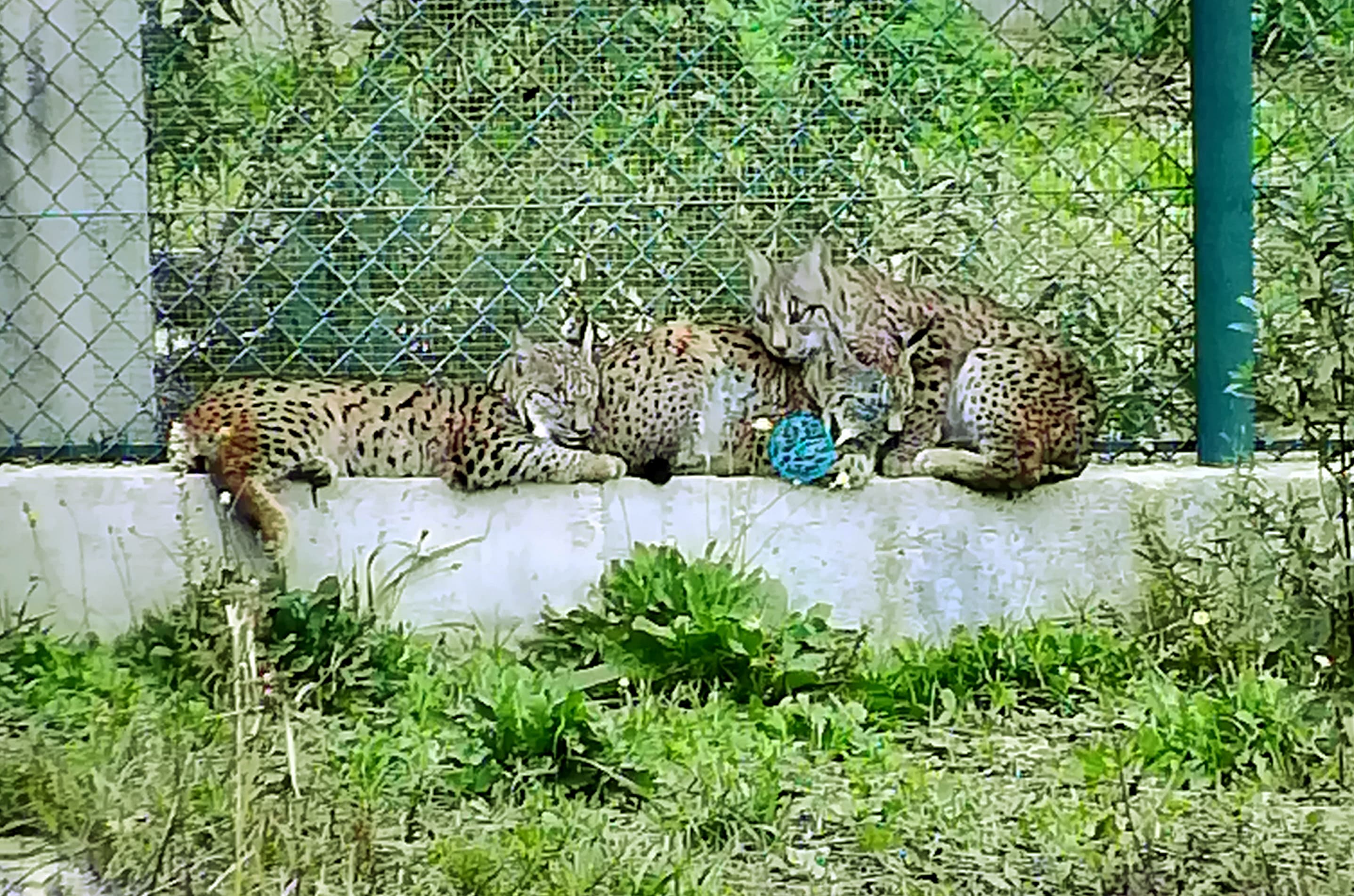 Lince Ibérico