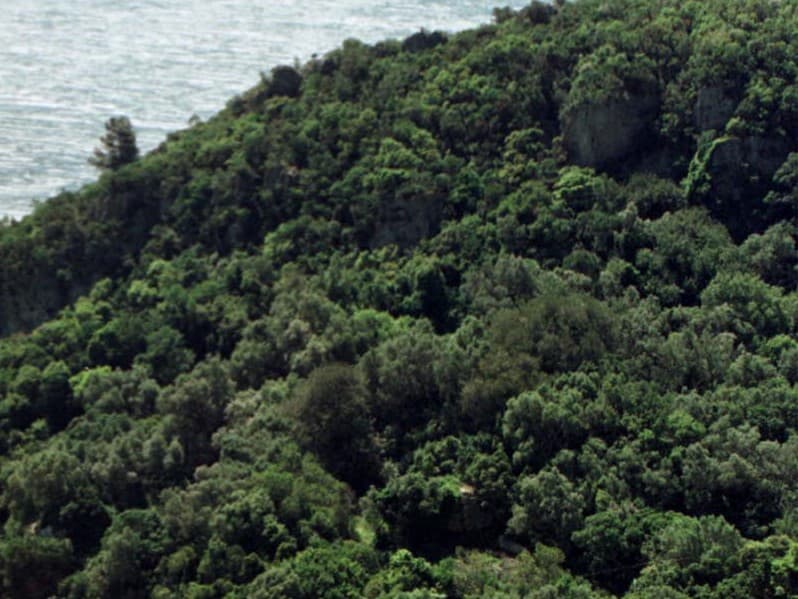 Floresta