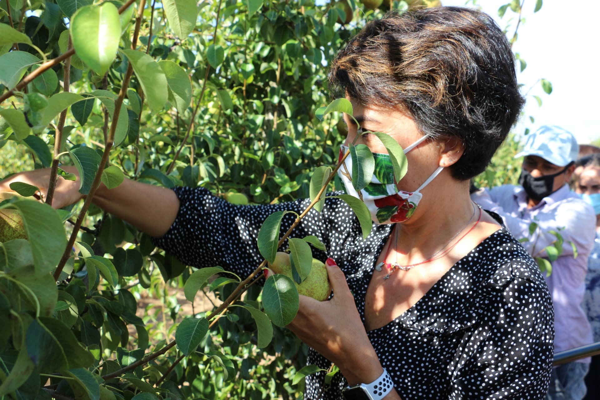 Ministra da Agricultura, Maria do Céu Antunes, na abertura oficial da campanha da pera rocha, Cadaval, 17 agosto 2020
