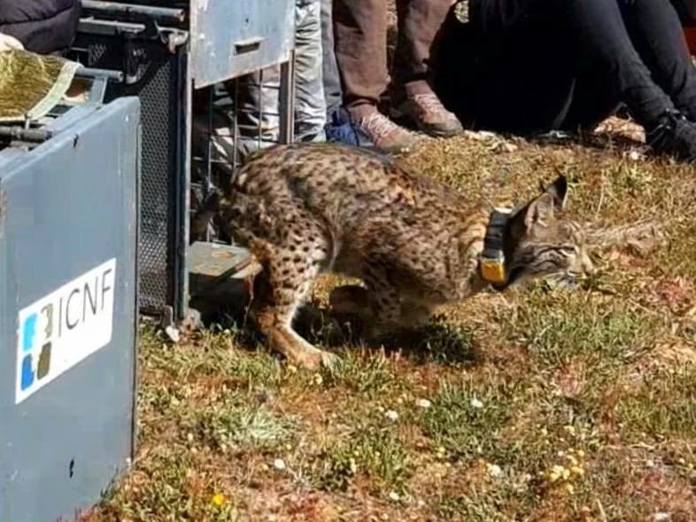Lince ibérico libertado na natureza, Mértola, 6 março 2020