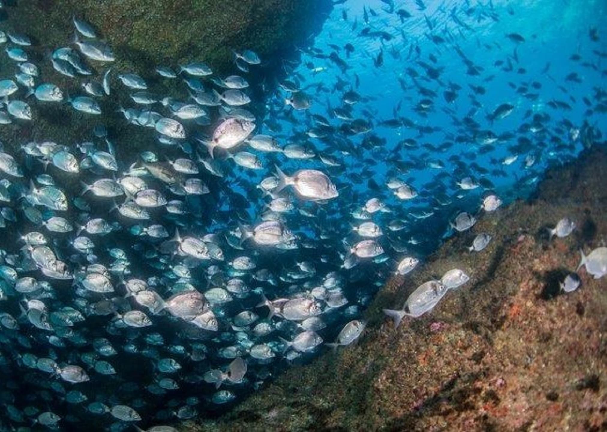 Fundo do mar (foto: Emanuel Gonçalves)