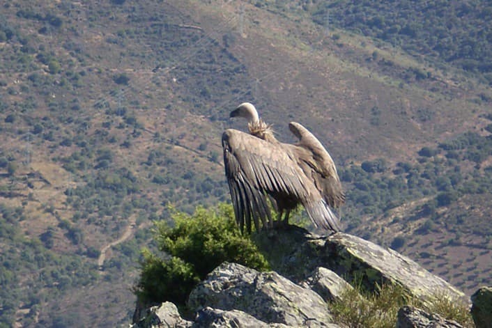 Grifo - Parque Natural do Douro Internacional