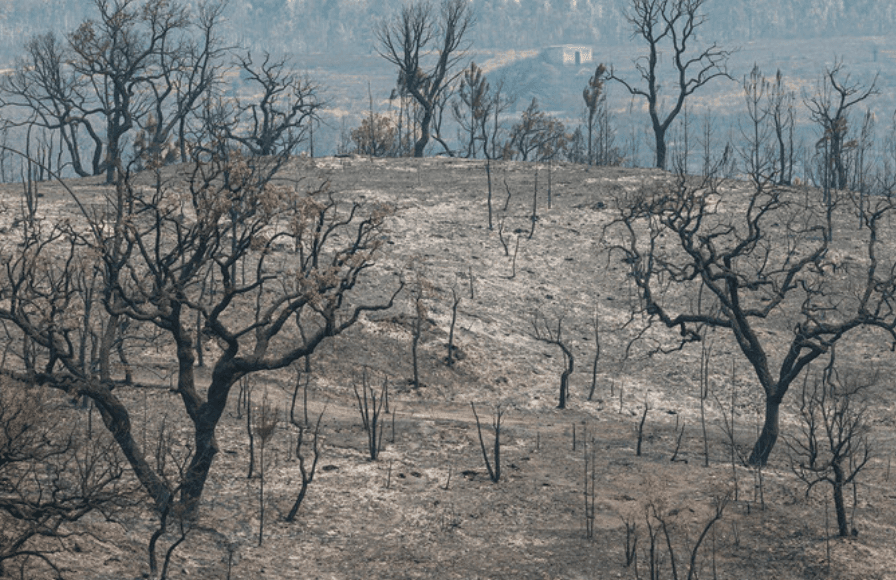 Incêndio de Odemira destruiu zona florestal a atingiu algumas estruturas turísticas (Foto: Luís Forra/Lusa)