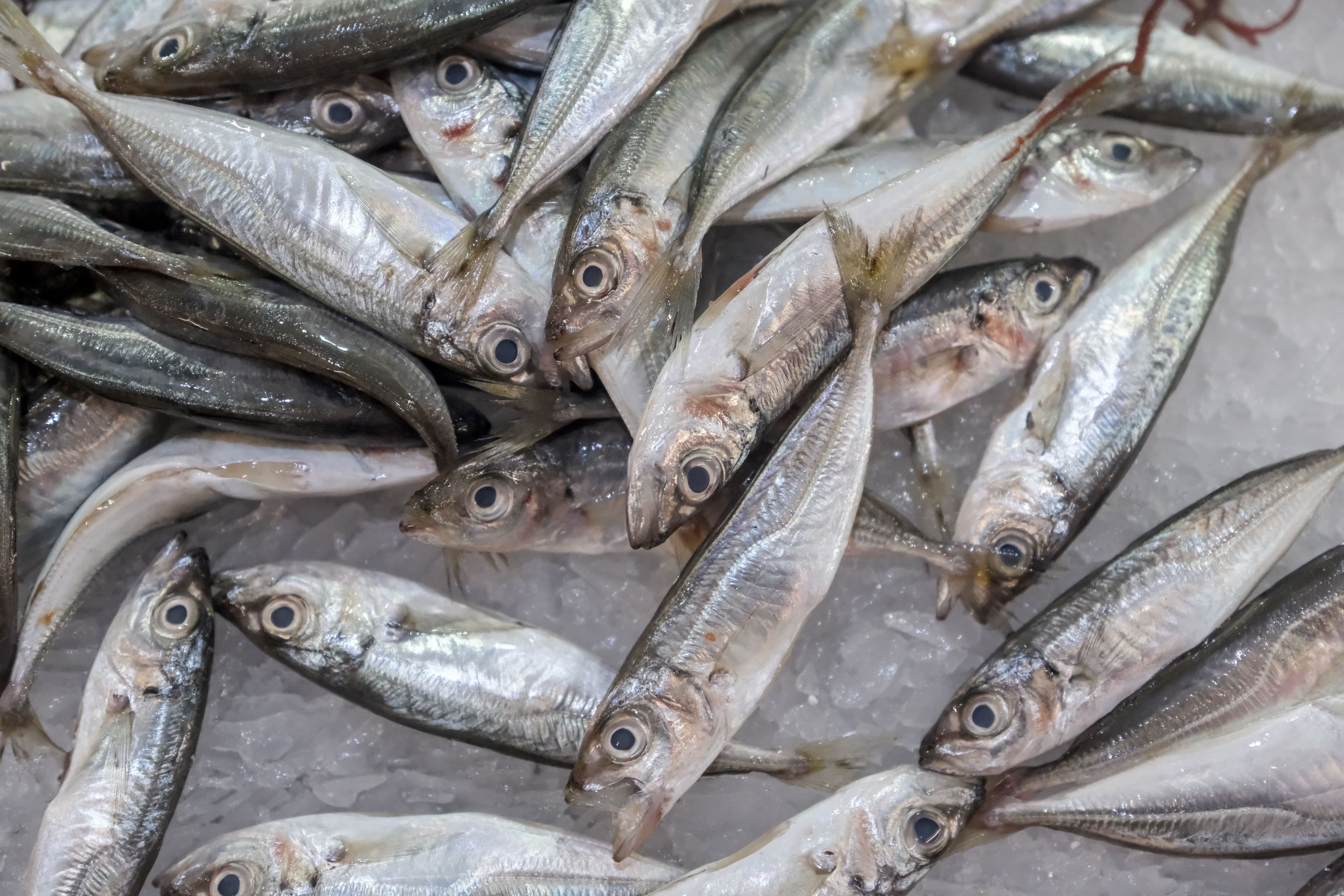 Quota de pesca do carapau é uma das que cresce em 2024 (foto: Diana Quintela)