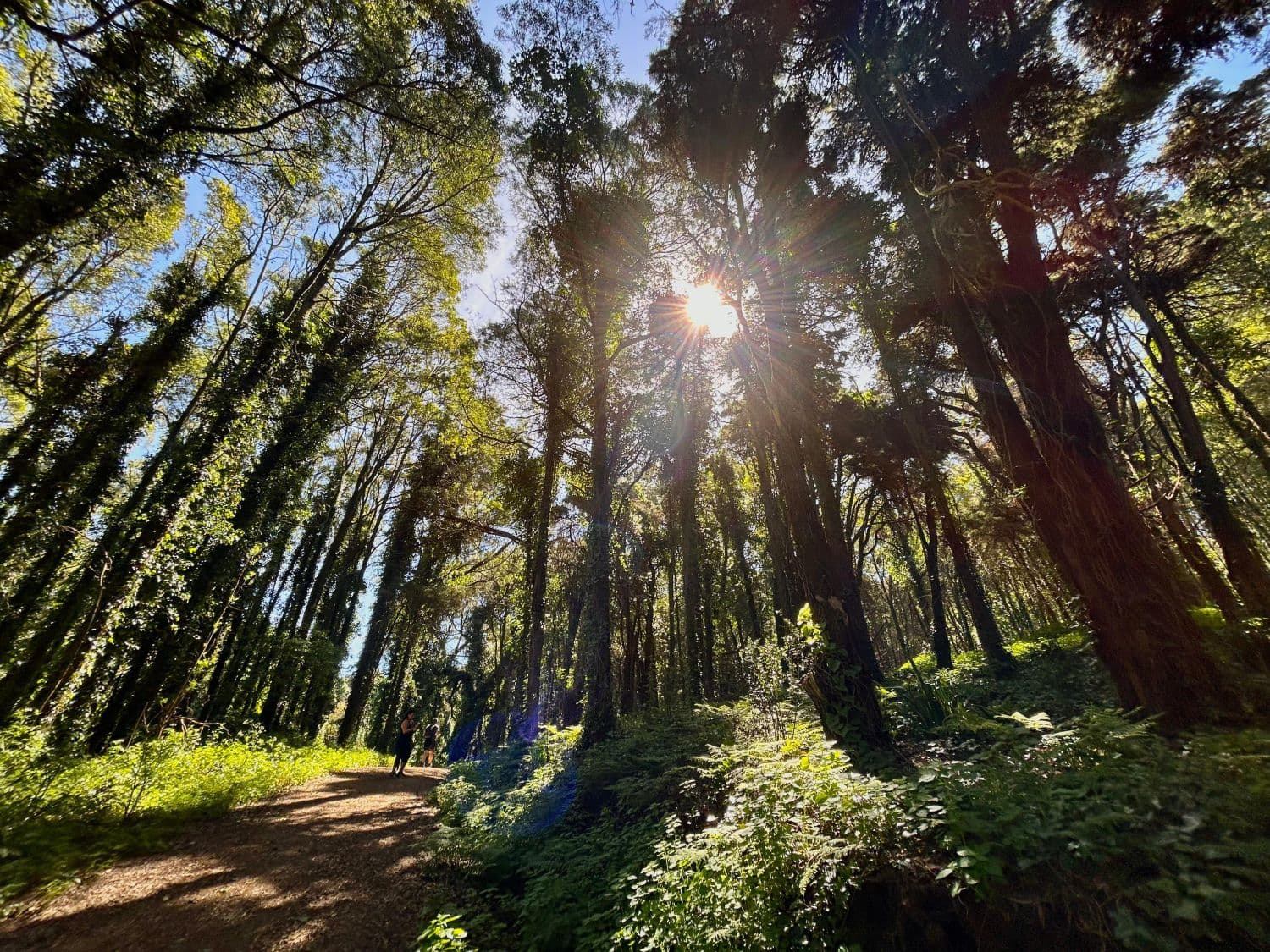 Governo quer pacto nacional para a floresta até ao final do ano. (Foto:Diana Quintela)