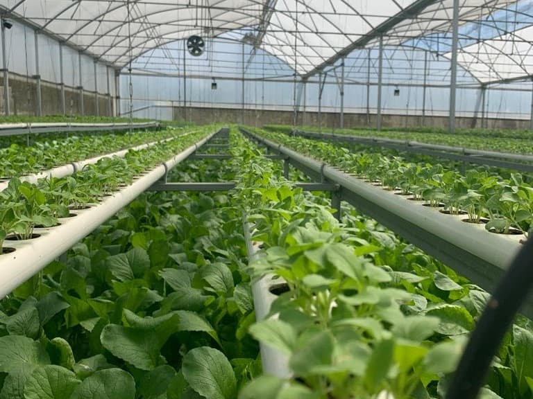 Estufa agrícola