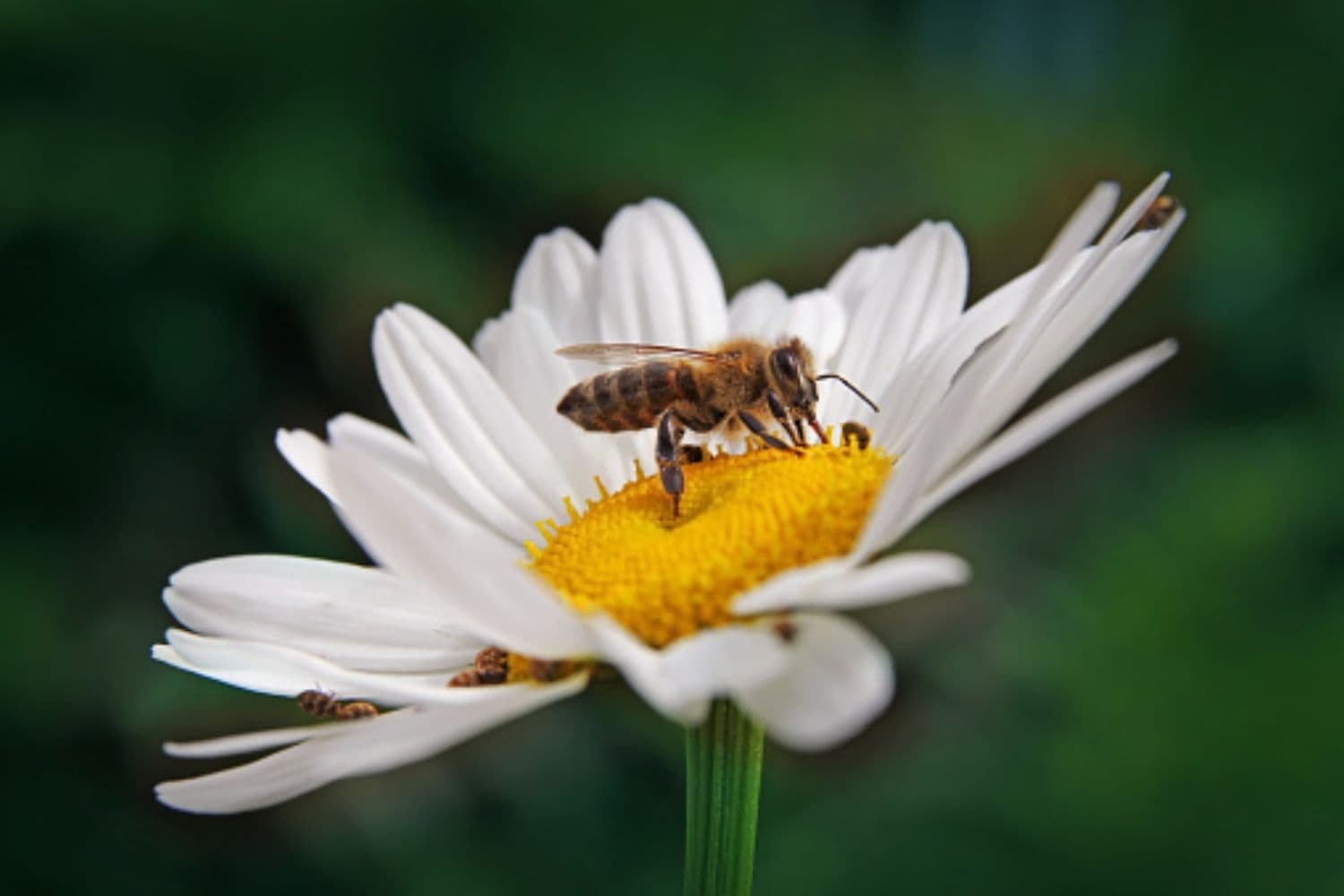 Plano de defesa dos polinizadores para proteger biodiversidade