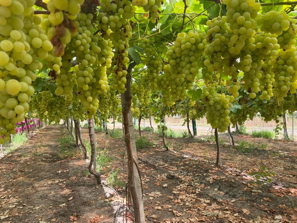 Produção de uvas