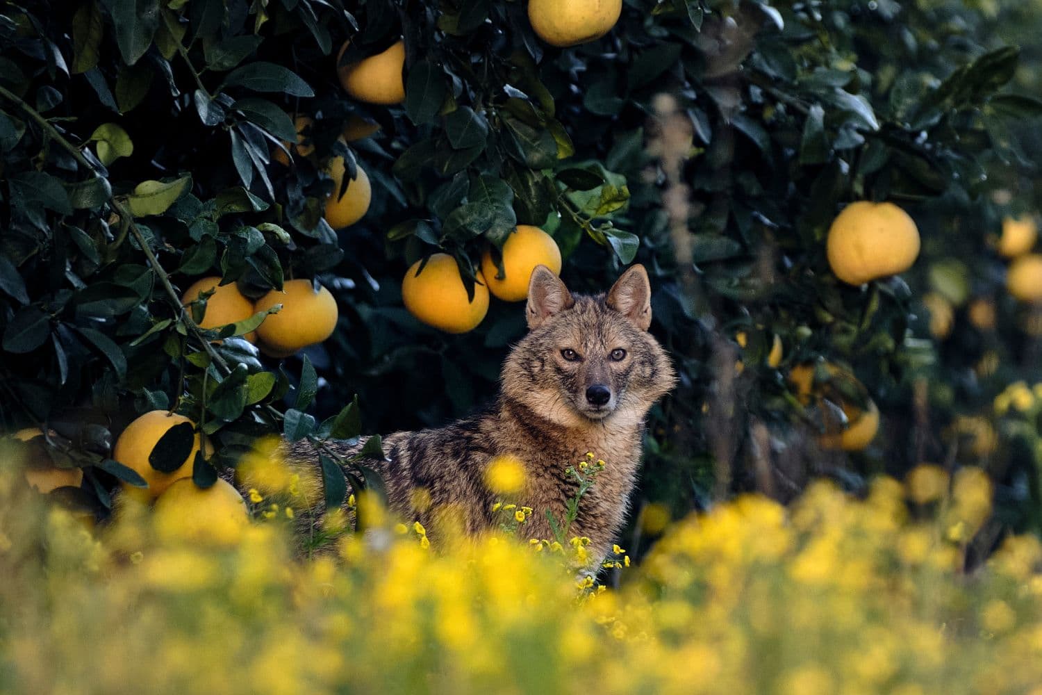 Novas regras passam a abranger situações de desaparecimento de animais e ajustam o regime a práticas de pastoreio livre e à realidade do território