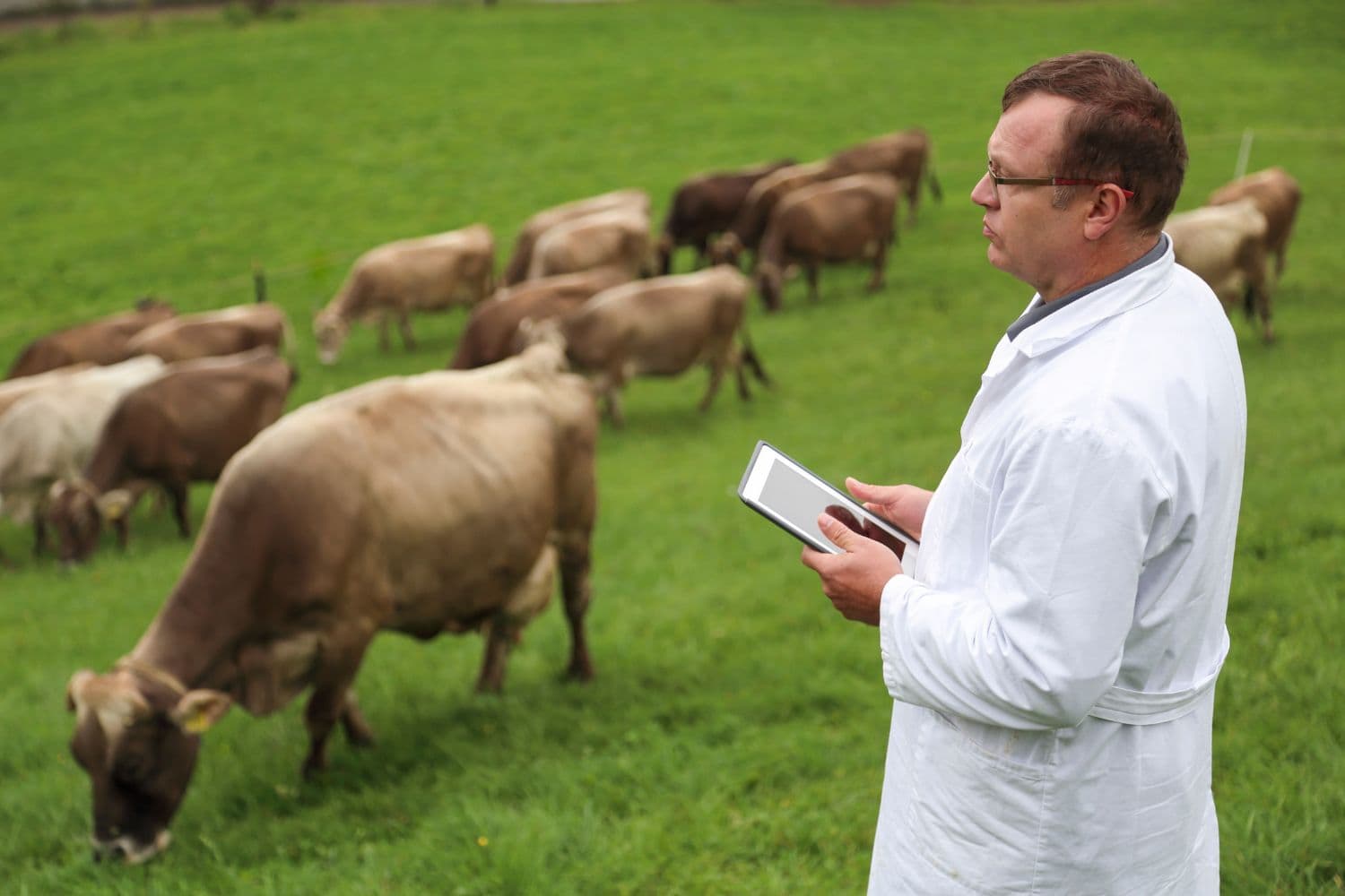 A Direção-Geral de Alimentação e Veterinária foi distinguida com o Recognition for Good Practices and Innovations in One Health in Agrifood Systems pelo trabalho desenvolvido através do sistema nacional de Prescrição Eletrónica Médico-Veterinária