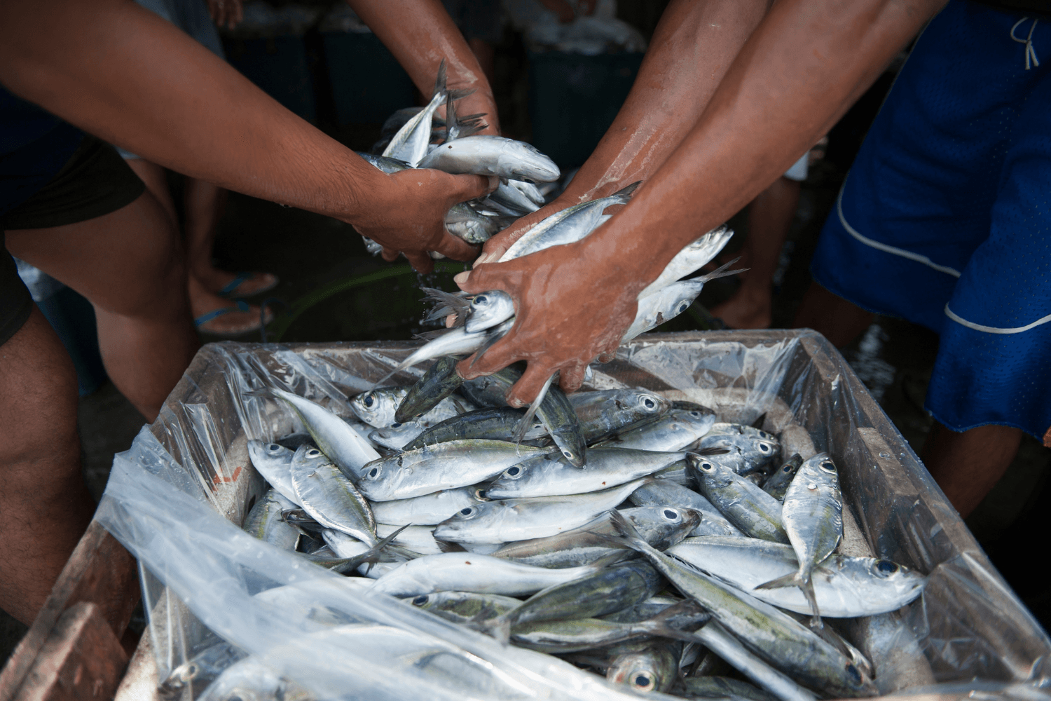 O novo apoio do Programa MAR2030 destina 13 milhões de euros ao setor da pesca para compensar o aumento do custo dos combustíveis
