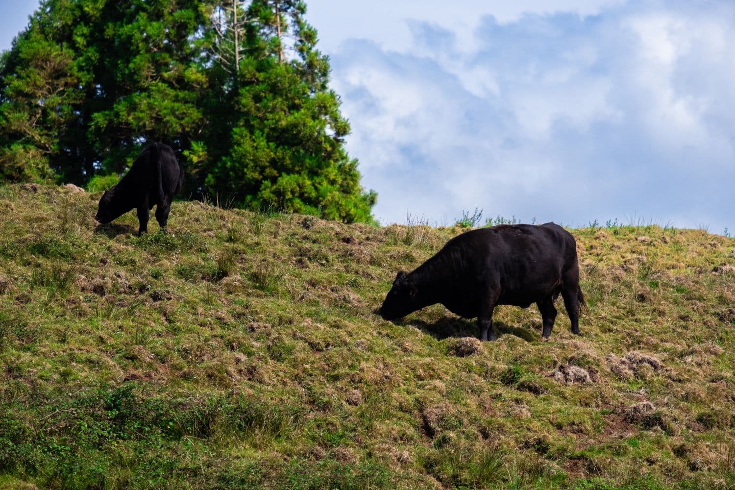 Mais de 1 000 milhões de euros para apoios aos agricultores serão pagos até ao final de setembro de 2026, ano marcado pelos fenómenos climáticos extremos e aumentos dos custos de produção (Maria Lopes / SG Gov)