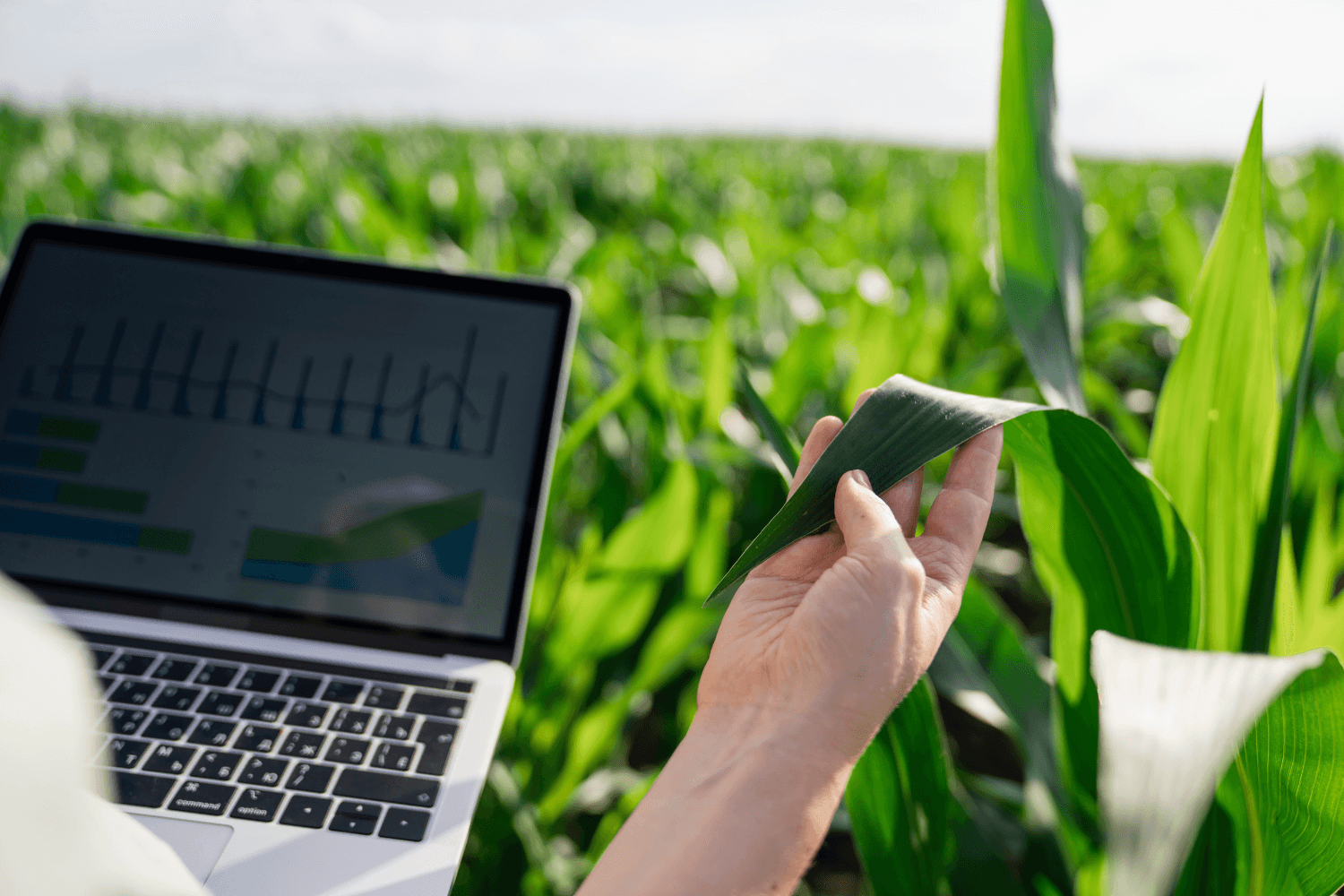 Governo financia ações de informação nos setores agrícola, florestal e agroalimentar