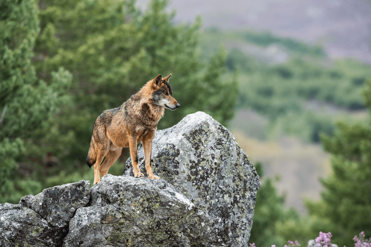 As medidas enquadram-se no Programa Alcateia 2025-2035, aprovado pelo Governo, que estabelece uma abordagem integrada para a conservação do lobo-ibérico