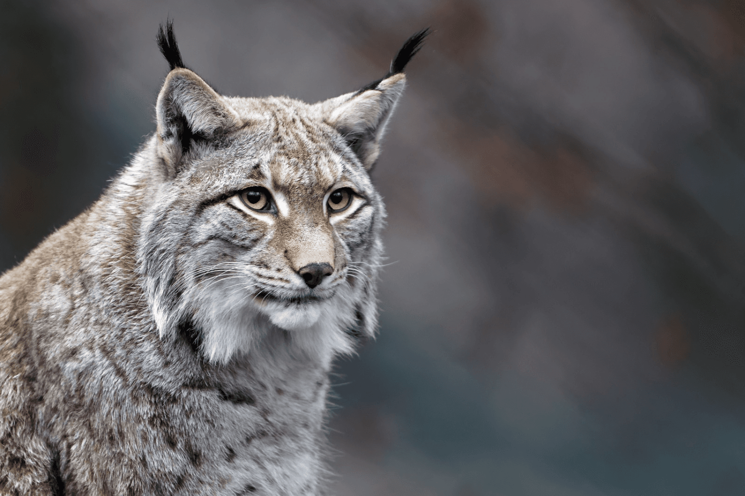 Em 2025, a população de lince-ibérico em Portugal atingiu 394 espécimes, depois da espécie ter desaparecido do estado selvagem no território nacional