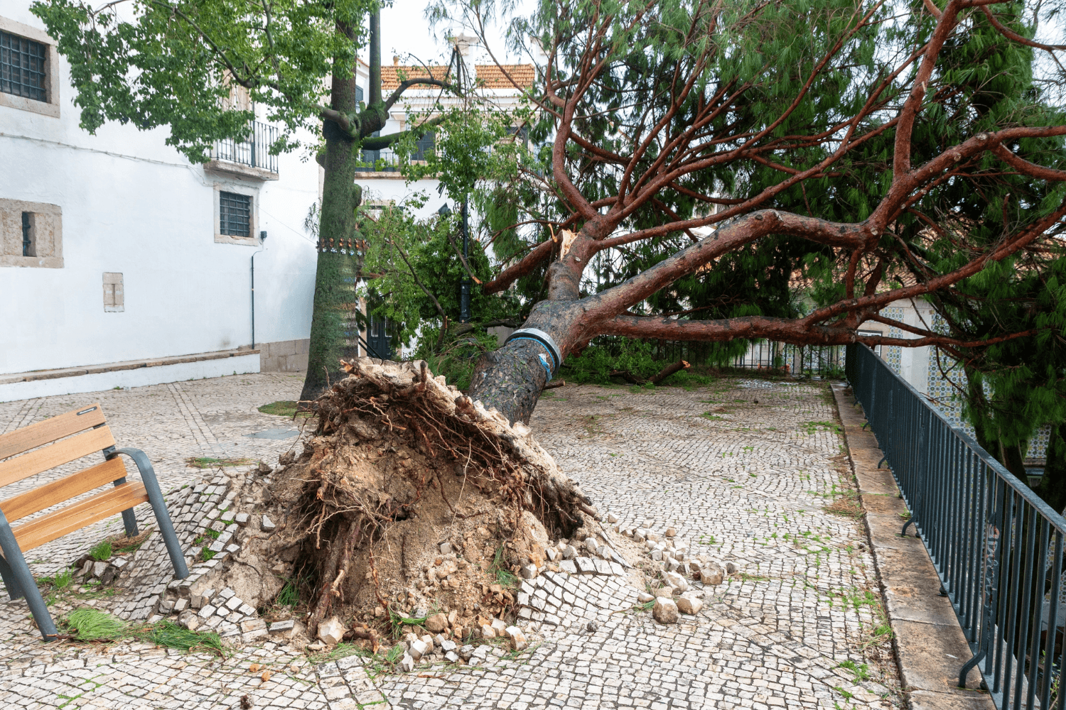 Árvore caída no Miradouro de Santo Estêvão, no bairro de Alfama, em Lisboa.